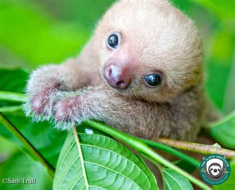 Baby Sloth Institute Gives Orphans A Second Chance