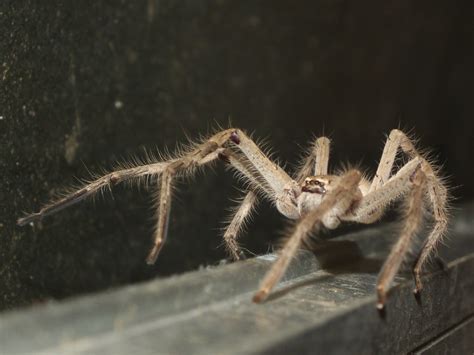 Sparassidae Huntsman Spider Dscf6203 Kingdomanimalia Phyl Flickr