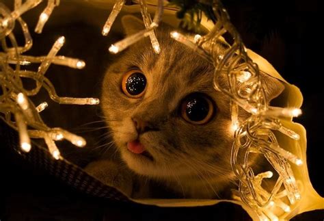 10 Cats That Have Christmas Magic In Their Eyes