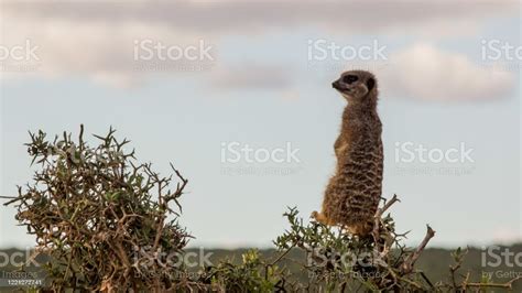 Meerkat Sentry Stock Photo Download Image Now Alertness Animal