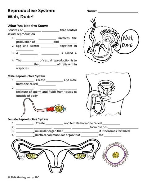 Male And Female Reproductive System Worksheets Answer Key