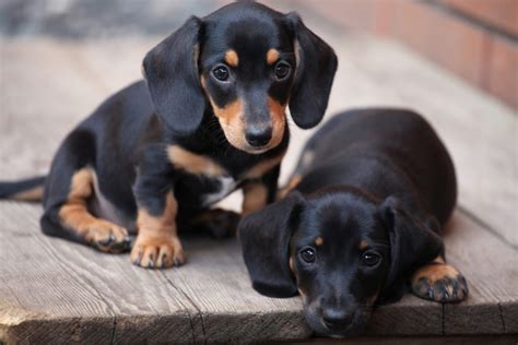 15 Of The Most Common Dachshund Traits I Love Dachshunds