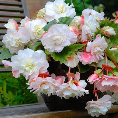 5 Cm To 6 Cm Odorata White Begonia Bulbs 3 Pack Bulb Flowers Rose