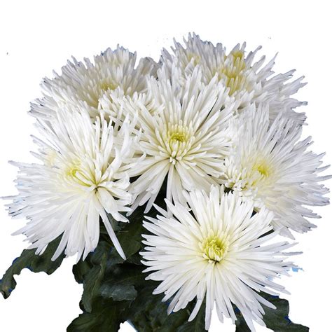 Ship White Fuji Spider Mums Spider Mums Wholesale Flowers Wholesale