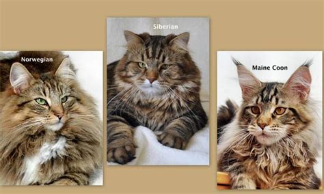 Norwegian forest cats the complete owners guide norwegian cats and kittens: Maine Coon Cat Vs Norwegian Forest Cat - Best Cat Wallpaper