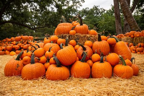 I am mulling over how to build a device to plant pumpkins. Autumn at the Arboretum and other top spots for pumpkin ...