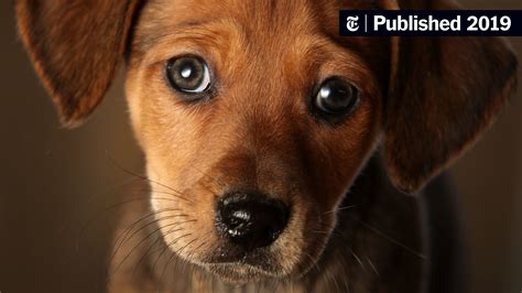 Those Puppy Dog Eyes You Cant Resist Thank Evolution The New York Times