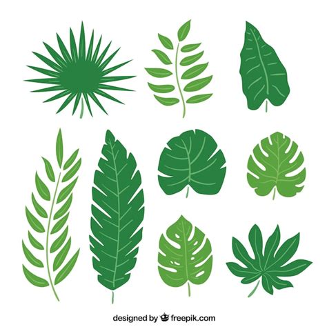 Collection Of Palm Leaves Free Vector