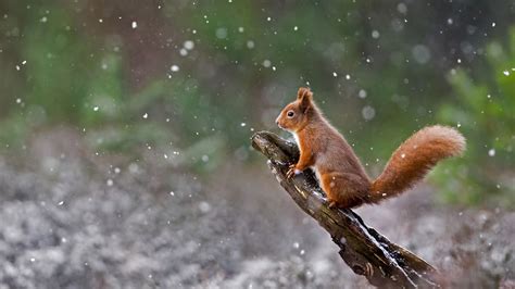 Scottish Squirrel Bing Wallpaper Download