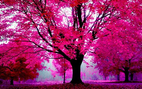 High Resolution And High Quality Desktop Hd Wallpapers Pink Nature