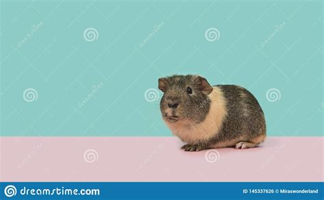 Smooth Haired Guinea Pig On A Pink And Blue Background Stock Photo