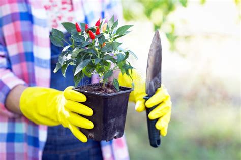 Girl Plants A Plant Stock Photo Image Of Grow Flowers 143084234