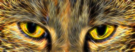 Cat Eyes Free Stock Photo Public Domain Pictures