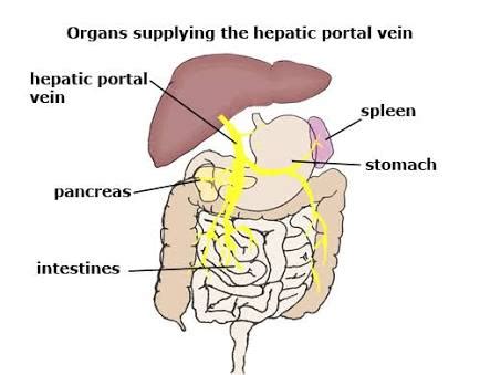 The blood vessel which carries blood from the alimentary canal to the liver is the : The Blood Vessel That Carries Blood From Gut To The Liver ...