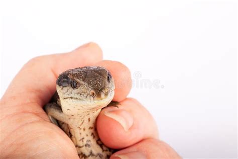 Australian Baby Eastern Blue Tongue Lizard Closeup In Adult Hand Stock
