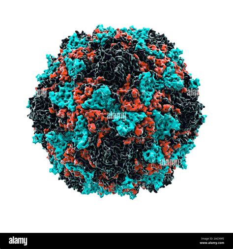 Partículas Del Virus De La Poliomielitis Equipo De Ilustraciones Las