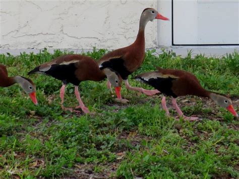 Viewing Nature With Eileen Florida Whistling Ducks
