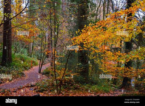 Coed Tan Dinas Walk Footpath Through The Gwydir Forest Park Woods In Autumn Betws Y Coed