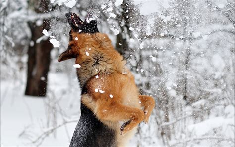 Wallpaper 2560x1600 Px Animals Dog German Shepherd Jumping