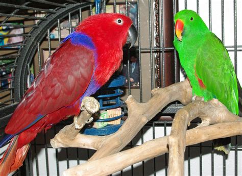 Eclectus Parrot Bird Tropical 17  Wallpapers Hd