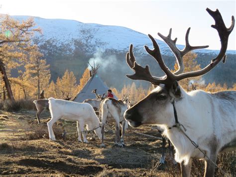 Mongolia Nomadic Tsataan Reindeer Herders Panash Adventures