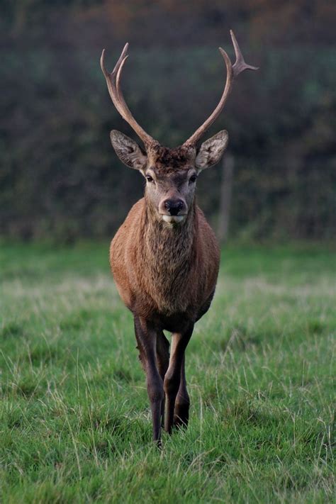 Free Image On Pixabay Stag Nature Male Animal Deer Fotos De