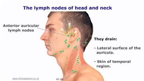 Lymph Node Back Of Neck Anatomy Lateral View Of Adult Male Head And