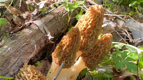 Finding Morel Mushrooms Central Illinois Youtube