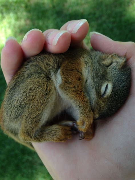 Baby Squirrel Sleeping Baby Squirrel Animal Pictures Cute