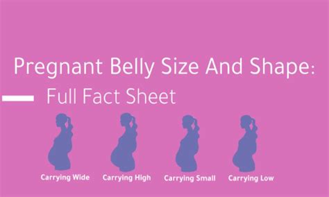 Pregnant Belly Size Chart