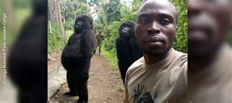 ‘cheeky Gorillas Pose For Stunning Selfie With Rangers Stainless Media