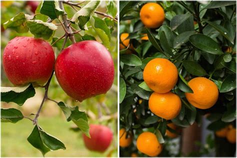 10 Fast Growing Fruit Trees For Your Garden Noudiv
