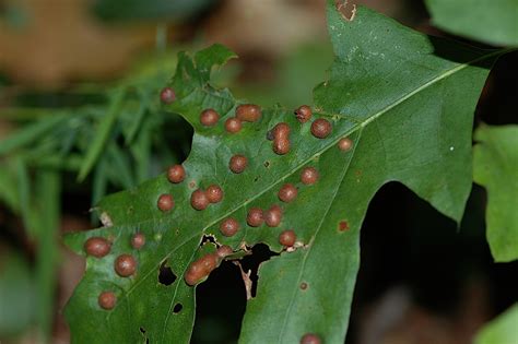 field biology in southeastern ohio that took a lot of gall