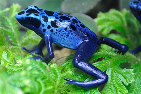 Blue Frog By Theladybutterfly On Deviantart