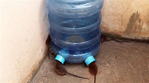 Water Bottle Mouse Trapmouse Trap Craftsbest Homemade