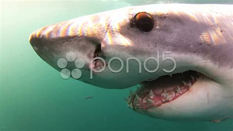 Great White Shark Mouth Parasite