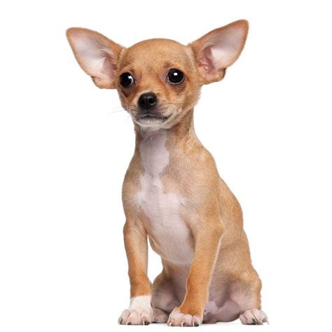 Dog Breeds Chihuahua Puppy Cute Dog