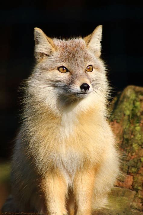 Renard Corsac Ou Des Steppes Vulpes Corsac Pet Fox Fox Cute Animals
