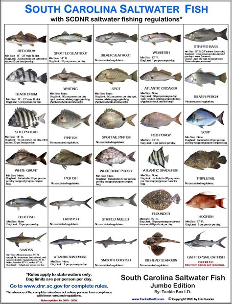Tackle Box Id South Carolina Saltwater Fish