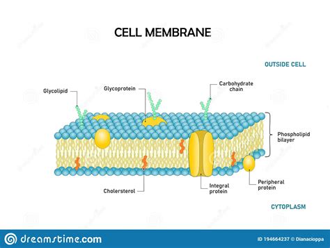 Diagram Of Cell Membranephospholipid Bilayers Structure Stock Vector