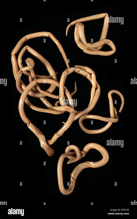 Roundworms In Humans