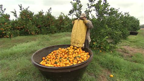 Oranges Harvesting Youtube