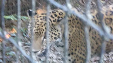 March 2017 Belize Zoo Jaguar Youtube