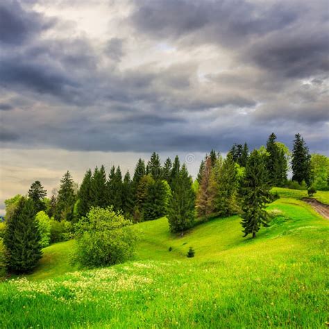Forest On Hillside Meadow In Mountain Stock Image Image Of Scenic