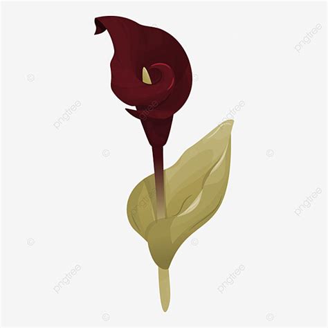 Calla Lily Flower Clipart Hd PNG An Elegant Calla Lily Flower