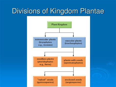 Ppt Kingdom Plantae Powerpoint Presentation Free Download Id9163611