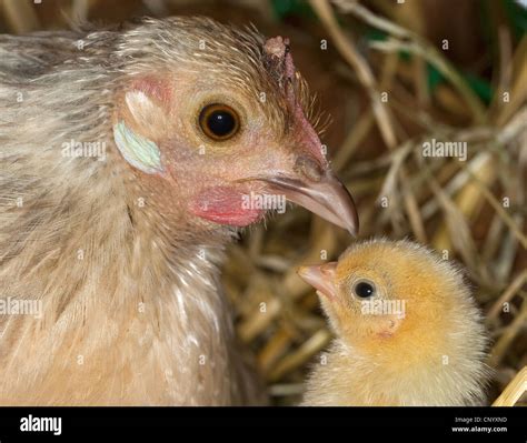 Bantam Gallus Gallus F Domestica Hen And Chick Portrait Germany