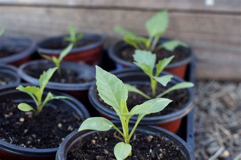 How To Harden Off Plants For Transplanting