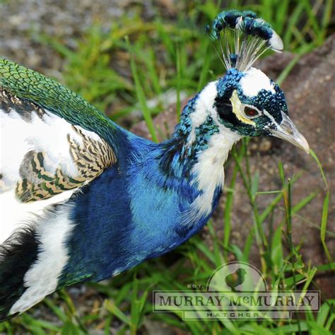 Murray Mcmurray Hatchery Pied India Blue Peafowl