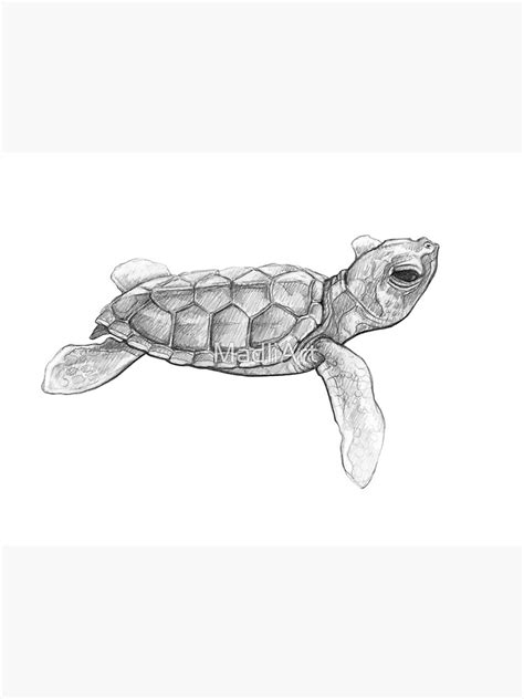 Sea Turtle Drawing By Naomi Veitch Ubicaciondepersonascdmxgobmx